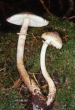 Lepiota fuliginescens image