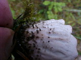 Peltigera aphthosa image