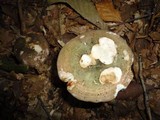 Russula variata image