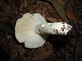 Russula variata image