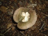 Russula variata image