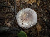 Russula cyanoxantha image