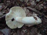 Russula variata image