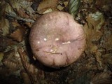 Russula variata image