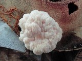 Hericium americanum image