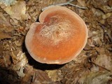 Lactarius corrugis image