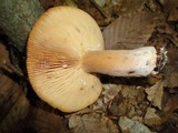 Lactarius corrugis image