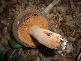 Lactarius corrugis image