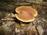 Boletus roxanae image