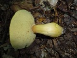 Boletus roxanae image