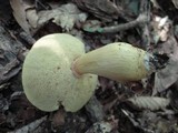 Boletus roxanae image