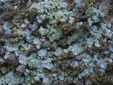Normandina pulchella image