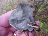 Peltigera neopolydactyla image