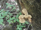 Royoporus badius image