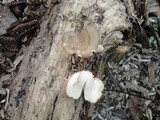 Royoporus badius image