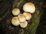 Pholiota squarrosoides image