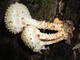 Pholiota squarrosoides image