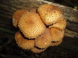 Pholiota squarrosoides image