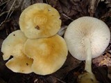 Marasmius strictipes image