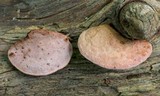 Hapalopilus rutilans image