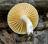 Lactarius subplinthogalus image