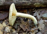 Lactarius subplinthogalus image