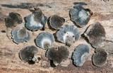 Resupinatus alboniger image