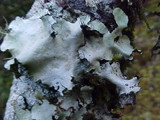 Parmotrema arnoldii image