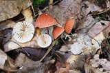 Marasmius fulvoferrugineus image