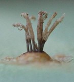 Gymnosporangium cornutum image