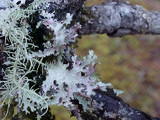 Platismatia stenophylla image