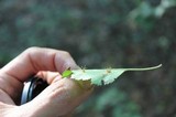Gymnosporangium cornutum image
