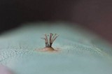 Gymnosporangium cornutum image