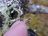 Platismatia stenophylla image