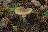 Amanita augusta image