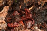 Tubaria punicea image