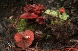 Tubaria punicea image