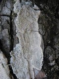 Pertusaria hemisphaerica image
