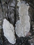 Pertusaria hemisphaerica image