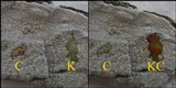 Pertusaria hemisphaerica image