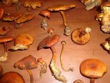 Gymnopilus liquiritiae image