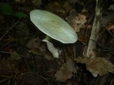 Agaricus silvicola image