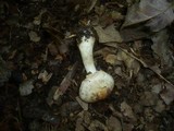 Agaricus porphyrizon image