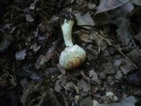 Agaricus porphyrizon image