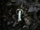 Agaricus porphyrizon image