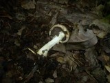 Agaricus porphyrizon image
