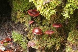 Tubaria punicea image