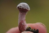 Tubaria punicea image