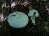 Agaricus silvicola image