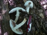 Agaricus silvicola image